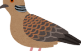 どこから？